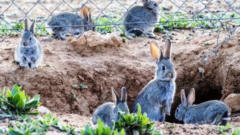 Aprobadas en Andalucía medidas cinegéticas para evitar los daños causados por el conejo en la agricultura